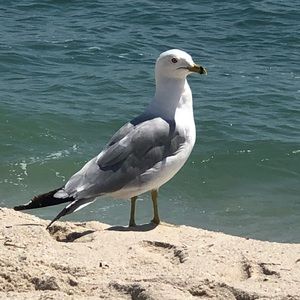 Meet your Posher, Kelli